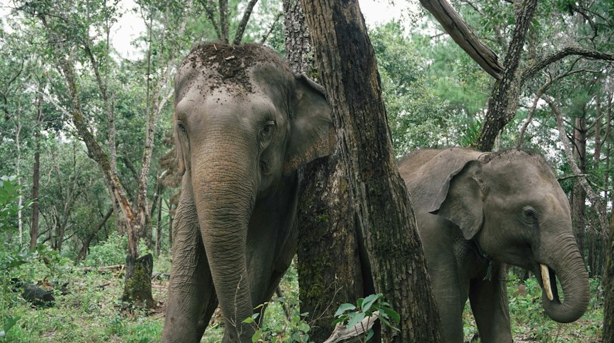 Elephants standing together at a sanctuary in northern Thailand