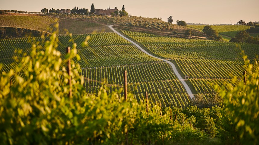 Vineyard rows on the hills of Tuscany