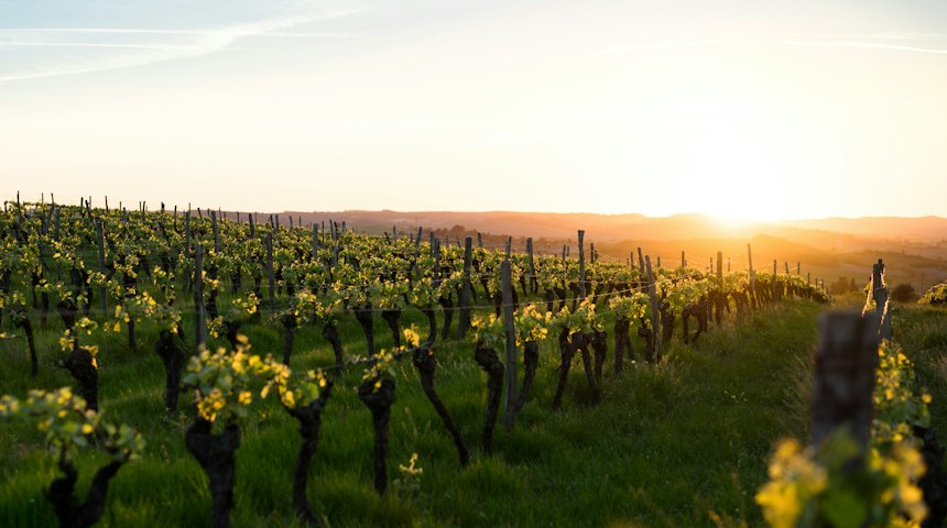 Rows of grapevines in a vineyard in Provence