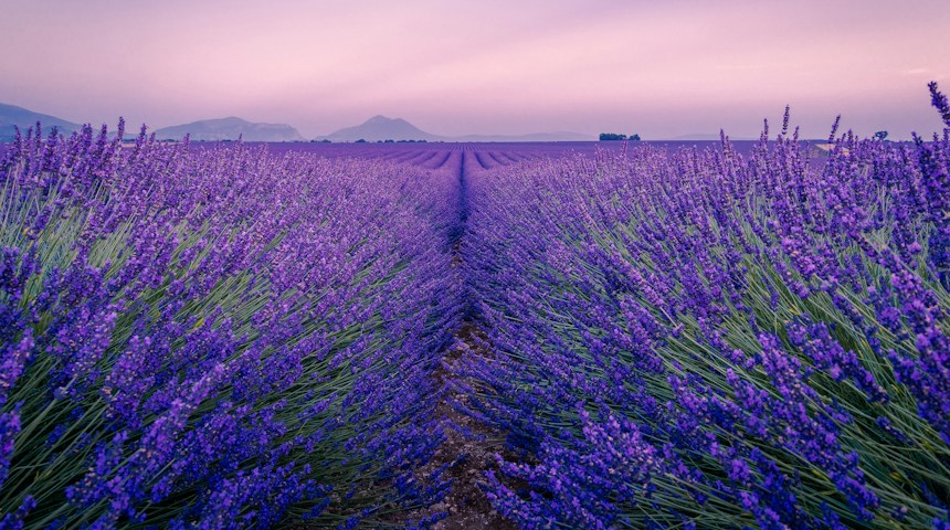 Rows of purple lavender in a field in Provence